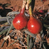 Graines potagères OIGNON Bronzé d'Amposta (Allium cepa) - Graineterie A. DUCRETTET