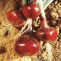  OIGNON OIGNON-de Brunswick (Allium cepa)-Graines non traitées - Graineterie A. DUCRETTET