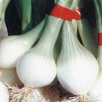 Graines potagères OIGNON de REBOUILLON (Allium cepa) - Graineterie A. DUCRETTET