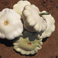 Graines potagères PATISSON Blanc (Cucurbita pepo) - Graineterie A. DUCRETTET