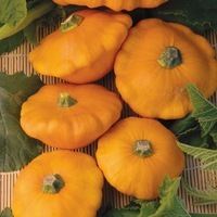 Graines potagères PATISSON Orange (Cucurbita pepo) - Graineterie A. DUCRETTET
