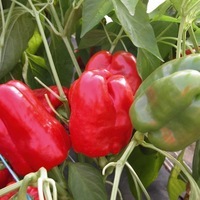 Graines potagères POIVRON ou PIMENT DOUX classique PARADISE F1 - Graineterie A. DUCRETTET