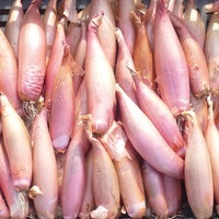  ECHALION ECHALION-ZEBRUNE (ou Cuisse de poulet du Poitou)-Graines biologiques certifiées - Graineterie A. DUCRETTET