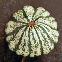 Graines potagères PATISSON Vert et jaune (Cucurbita pepo) - Graineterie A. DUCRETTET