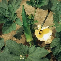 Graines potagères OKRA DU MEXIQUE Clemson spineless (Hibiscus esculentus) - Graineterie A. DUCRETTET