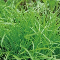  PLANTAIN PLANTAIN-Corne de cerf (Plantago coronopus)-Graines non traitées - Graineterie A. DUCRETTET