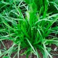 Graines potagères PLANTAIN Corne de cerf (Plantago coronopus) - Graineterie A. DUCRETTET