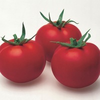  TOMATE CÔTELEE TOMATE CÔTELEE-FIORENTINO F1 (Solanum lycopersicum)-Graines biologiques certifiées - Graineterie A. DUCRETTET
