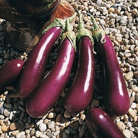  AUBERGINE AUBERGINE-GASCONA F1 (Solanum melongena)-Graines non traitées - Graineterie A. DUCRETTET