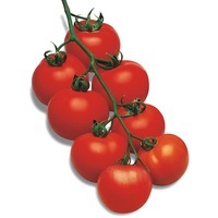  TOMATE GRAPPE TOMATE GRAPPE-PREMIO F1 (Solanum lycopersicum)-Graines non traitées - Graineterie A. DUCRETTET