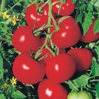 Graines potagères TOMATE RONDE AGORA F1 (Solanum lycopersicum) - Graineterie A. DUCRETTET