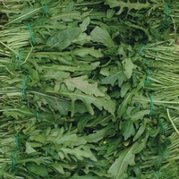 Graines potagères ROQUETTE cultivée (Eruca sativa) - Graineterie A. DUCRETTET