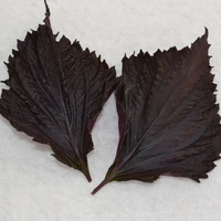 Graines potagères PERILLA ou SHISO A feuilles pourpres (Perilla fructescens) - Graineterie A. DUCRETTET