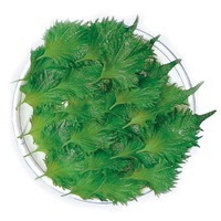 Graines potagères PERILLA ou SHISO A feuilles vertes (Perilla fructescens) - Graineterie A. DUCRETTET