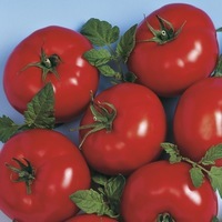  TOMATE RONDE TOMATE RONDE-CINDEL F1 (Solanum lycopersicum)-Graines biologiques certifiées - Graineterie A. DUCRETTET