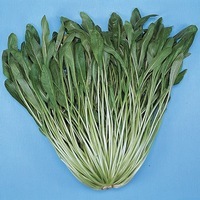 Graines potagères CHOUX ASIATIQUES DIVERS MIBUNA (Brassica sinensis rosularis) - Graineterie A. DUCRETTET