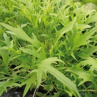 Graines potagères CHOUX ASIATIQUES DIVERS MIZUNA PRIM (Brassica campestris japonica) - Graineterie A. DUCRETTET