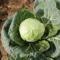 Graines potagères CHOU CABUS CANDISA F1 (Brassica oleracera capitata alba) - Graineterie A. DUCRETTET