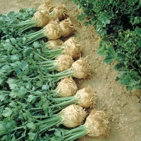 Graines potagères CELERI RAVE PRINZ (Apium graveolens L.) - Graineterie A. DUCRETTET