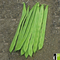 Graines potagères HARICOT A RAMES MANGETOUT MISTICA - Graineterie A. DUCRETTET