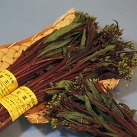 Graines potagères CHOUX ASIATIQUES DIVERS HON TSAÏ TSAÏ (Brassica chinensis) - Graineterie A. DUCRETTET