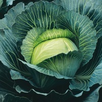 Graines potagères CHOU CABUS CAÏD F1 (Brassica oleracera capitata alba) - Graineterie A. DUCRETTET
