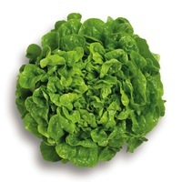 Graines potagères LAITUE ABRI TOUS TYPES BIO KILERVI - Graineterie A. DUCRETTET