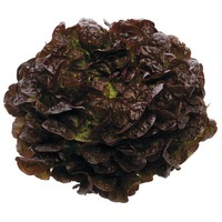 Graines potagères LAITUE F. DE CHENE - plein champ BIO CORNOUAÏ - Graineterie A. DUCRETTET
