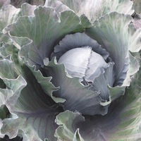 Graines potagères CHOU ROUGE KOSARO remplacé par PRIMERO - Graineterie A. DUCRETTET