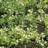 Graines potagères POURPIER doré à larges feuilles (Portulaca oleracea) - Graineterie A. DUCRETTET