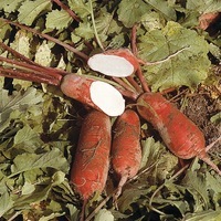 Graines potagères RADIS RAVE Rose d'hiver de Chine (Raphanus sativus) - Graineterie A. DUCRETTET
