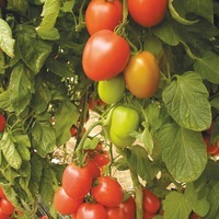 Graines potagères TOMATE ALLONGEE CENCARA F1 (Solanum lycopersicum) - Graineterie A. DUCRETTET