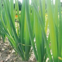  CIBOULE CIBOULE-BLANCHE (Allium fistulosum)-Graines non traitées - Graineterie A. DUCRETTET