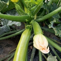 Graines potagères COURGETTE de diversification MAJESTEE rempl par GALACTEE F1 - Graineterie A. DUCRETTET