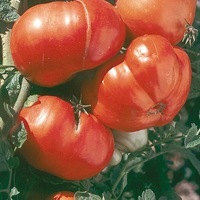 Graines potagères TOMATE CÔTELEE Russe (rouge) (Solanum lycopersicum) - Graineterie A. DUCRETTET