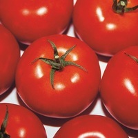 Graines potagères TOMATE RONDE MARUTSCHKA (73-19) F1 (Solanum lycopersicum) - Graineterie A. DUCRETTET