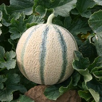 Graines potagères MELON SV6556MC F1 (KILEBON) - Graineterie A. DUCRETTET
