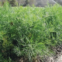 Graines potagères ANETH THALIA (Anethum graveolens) - Graineterie A. DUCRETTET
