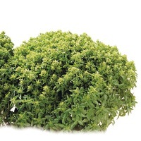 Graines potagères BASILIC Fin vert nain compact PERUGIA (Ocimum basilicum) - Graineterie A. DUCRETTET
