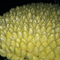Graines potagères CHICOREE DE BRUXELLES TOPSCORE F1 (Cichorium intybus var. foliosum L.) - Graineterie A. DUCRETTET