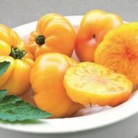 Graines potagères TOMATE CÔTELEE MARGOLD F1 (Solanum lycopersicum) - Graineterie A. DUCRETTET