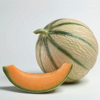 Graines potagères MELON HUGO F1 - Graineterie A. DUCRETTET