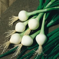 Graines potagères OIGNON DE LISBONNE (Allium cepa) - Graineterie A. DUCRETTET
