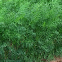 Graines potagères ANETH DILLOR (Anethum graveolens) - Graineterie A. DUCRETTET