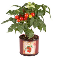 Graines de fleurs TOMATE pour potée TOMATO KITCHEN (SIAM) F1 (Lycopersicum) - Graineterie A. DUCRETTET