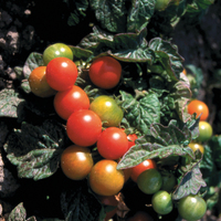 Graines de fleurs TOMATE pour potée MIDIBELLE (Lycopersicum) - Graineterie A. DUCRETTET