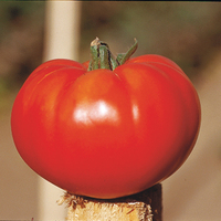  TOMATE CÔTELEE TOMATE CÔTELEE-MARMANDE VR (Solanum lycopersicum)-Graines non traitées - Graineterie A. DUCRETTET