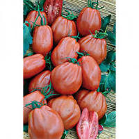 Graines potagères TOMATE ALLONGEE CABOSSE F1 (Solanum lycopersicum) - Graineterie A. DUCRETTET