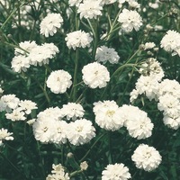 Graines de fleurs ACHILLEE PERLE (Achillea ptarmica) - Graineterie A. DUCRETTET