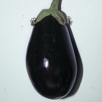  AUBERGINE AUBERGINE-BONICA F1 (Solanum melongena)-Graines non traitées - Graineterie A. DUCRETTET